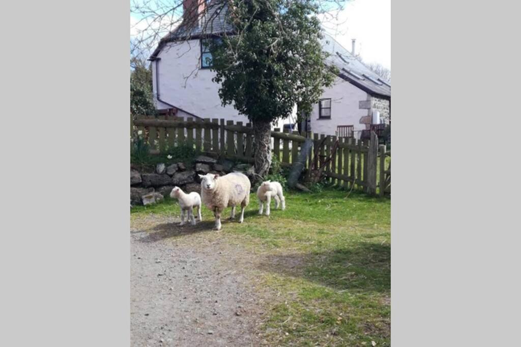 Farm Accommodation - The Lizard Peninsula, Cornwall Хелстон Экстерьер фото