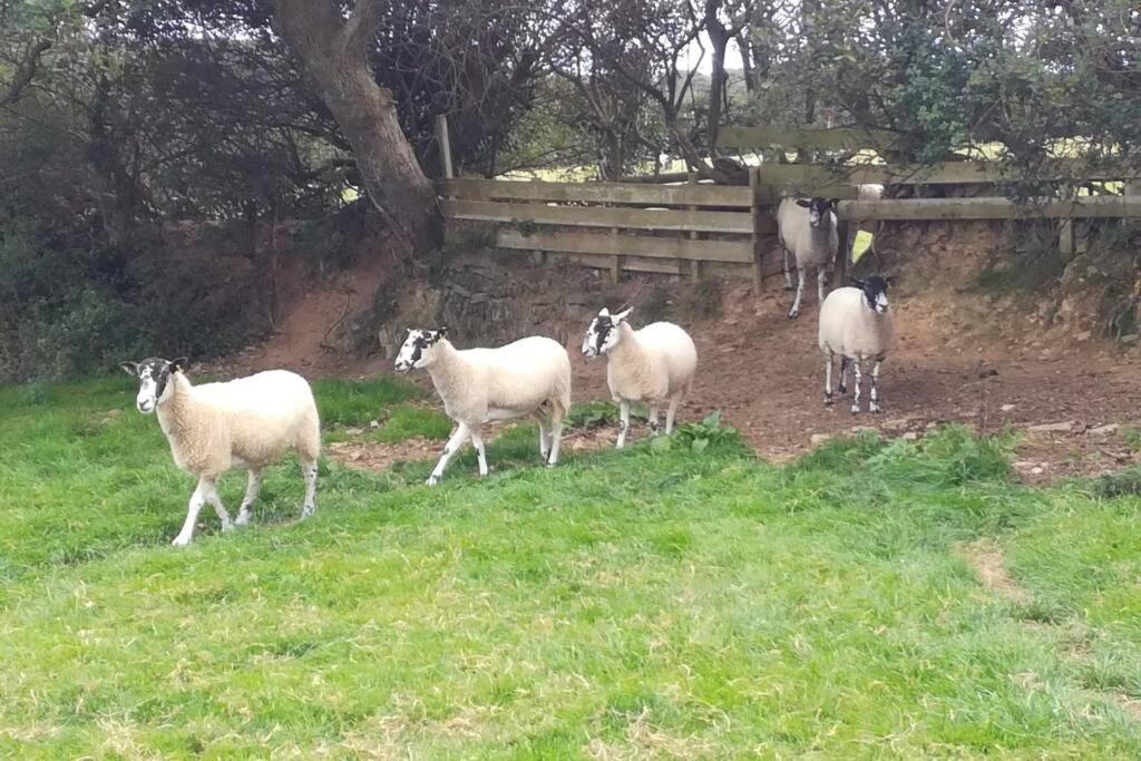 Farm Accommodation - The Lizard Peninsula, Cornwall Хелстон Экстерьер фото