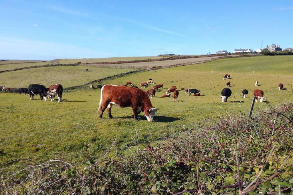 Farm Accommodation - The Lizard Peninsula, Cornwall Хелстон Экстерьер фото
